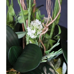 Kompozycja PREMIUM STORCZYKI BIAŁE 10-pędów w złotej osłonce MAXI